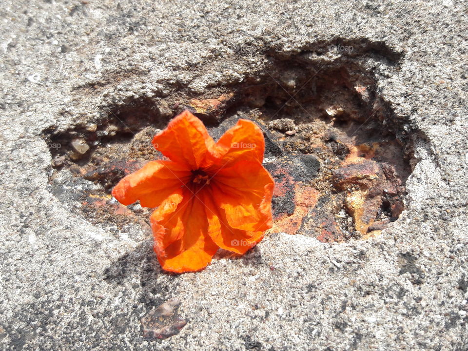 Orange flower on rock