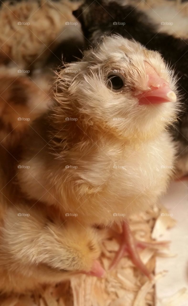Baby chick