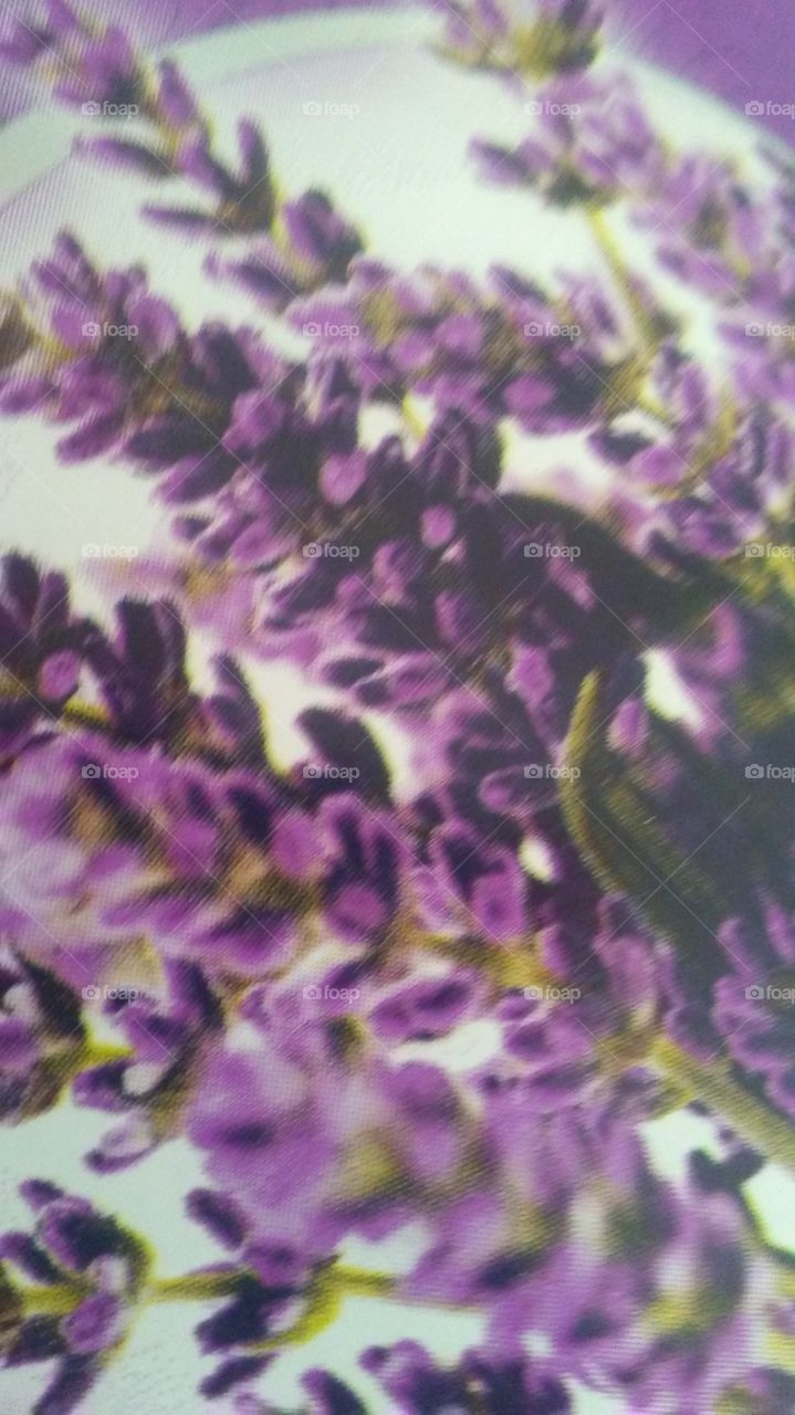 violet desighn