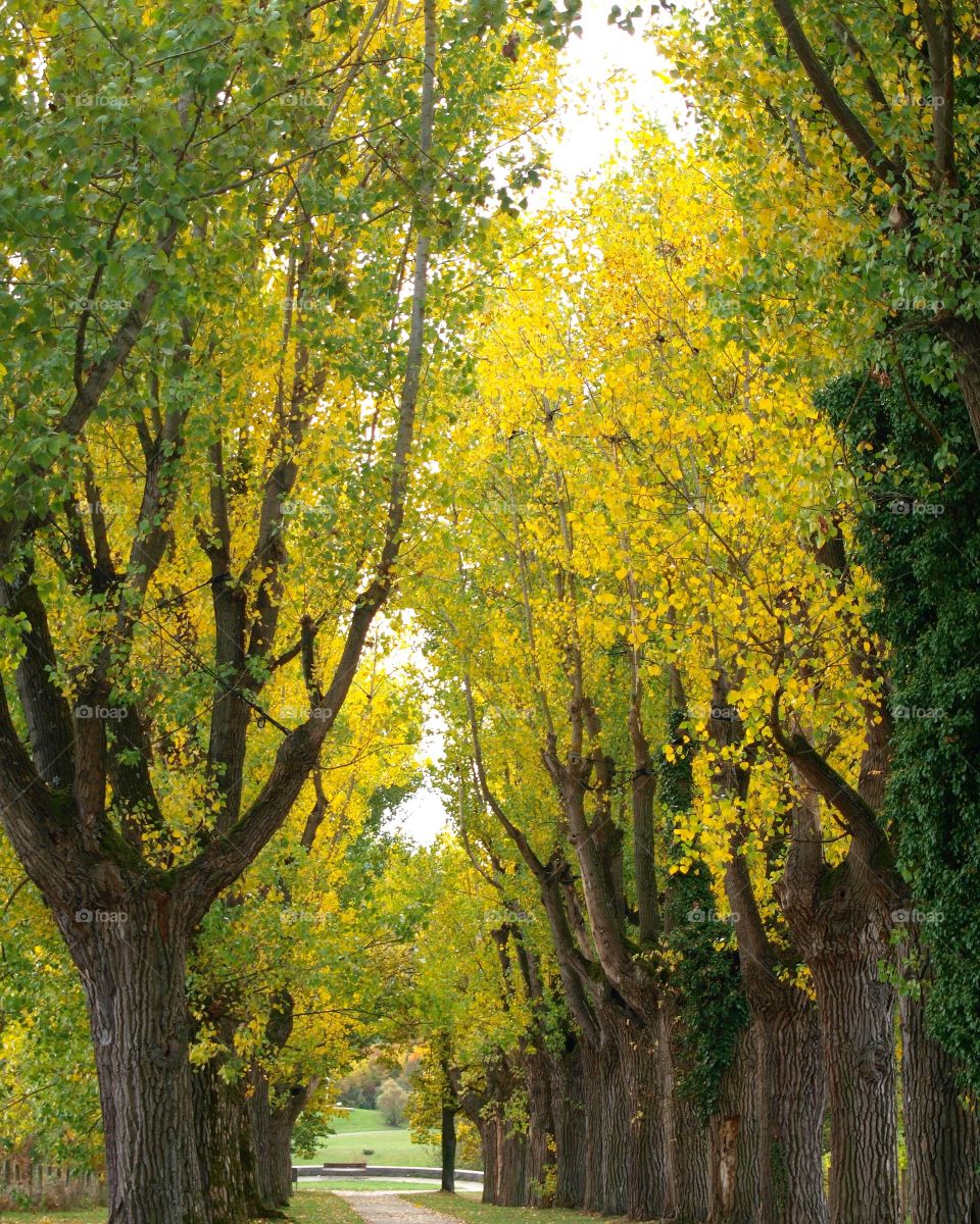 Leaf, Fall, Tree, Wood, Nature