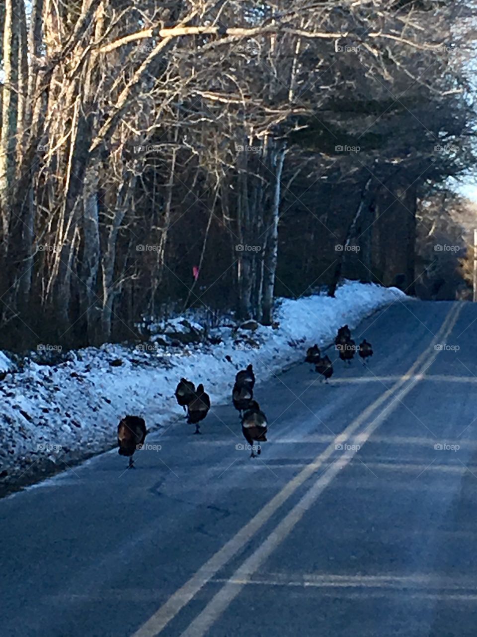 Wild Turkeys On New England Road, Sunset

Taking a ride nearing late afternoon in Winter, a rafter of wild turkeys ran across the road in front of us. Having my phone handy, I took this photo!🦃🦃🦃🦃🦃