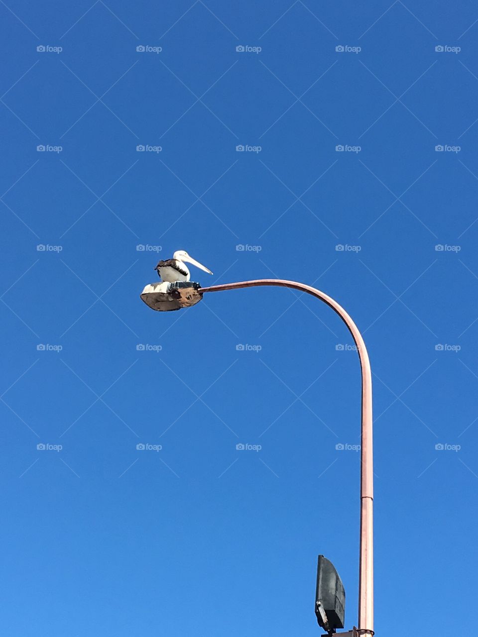 One pelican sitting atop a high lamppost
Light pole against a blue sky, perfect as a marketing, life message 