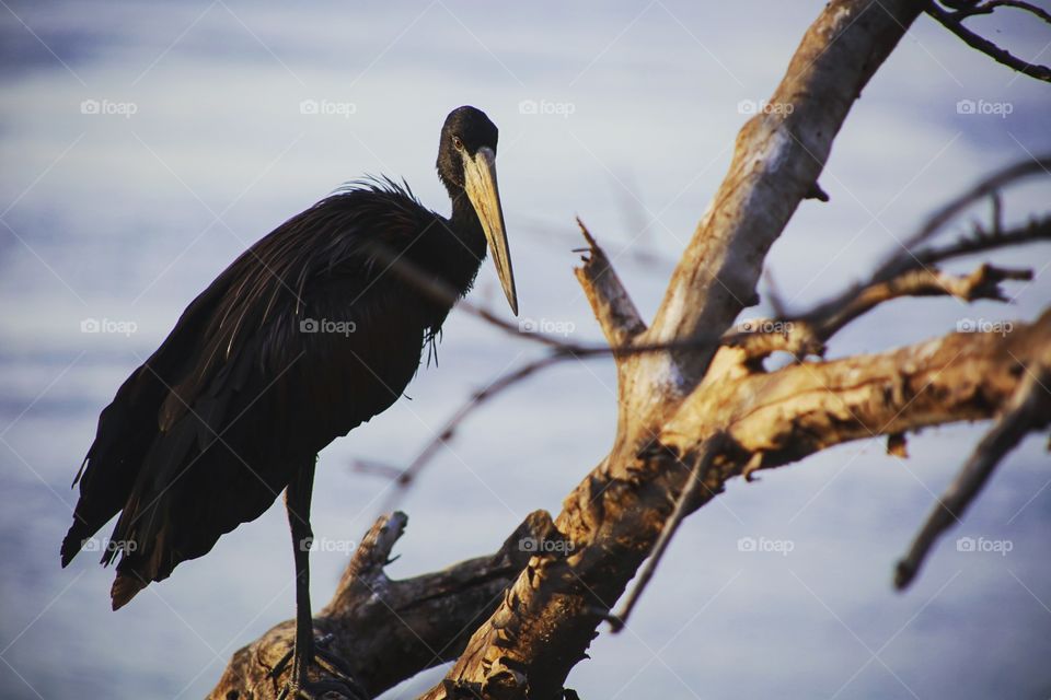 A bird resting on a branch on the Nile River.