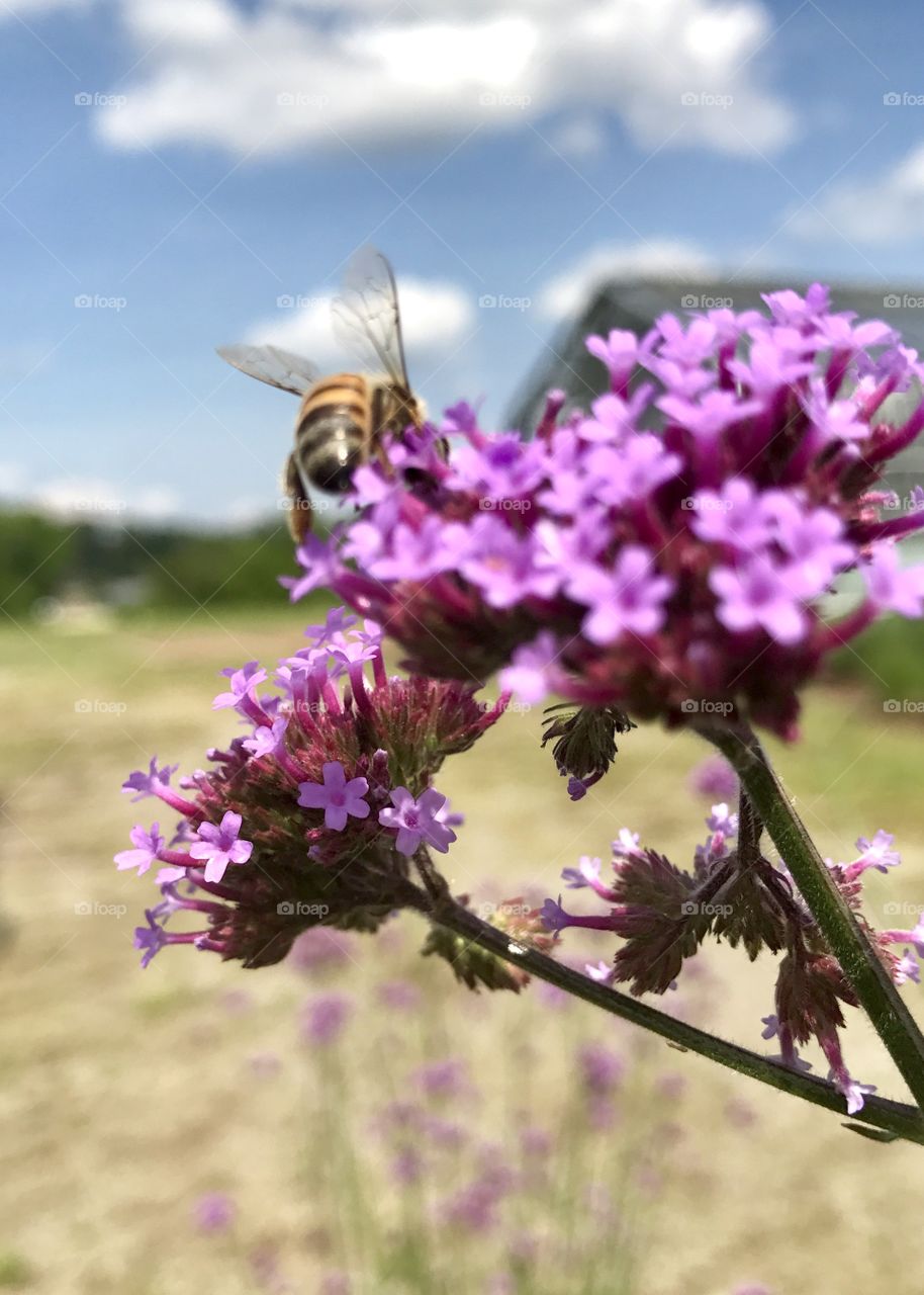 Bumble Bee on Purple Flower