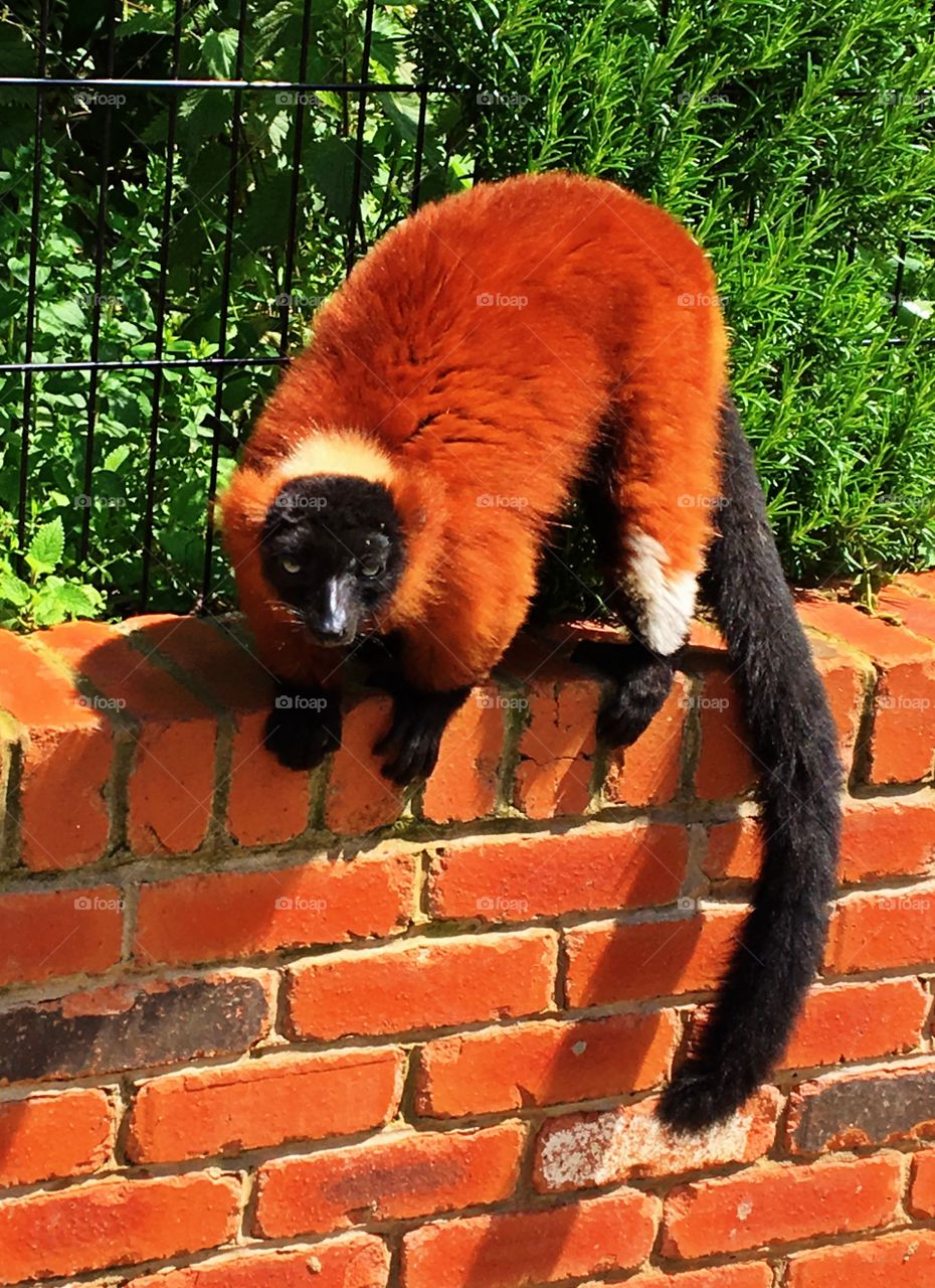 Red lemur walking along a wall
