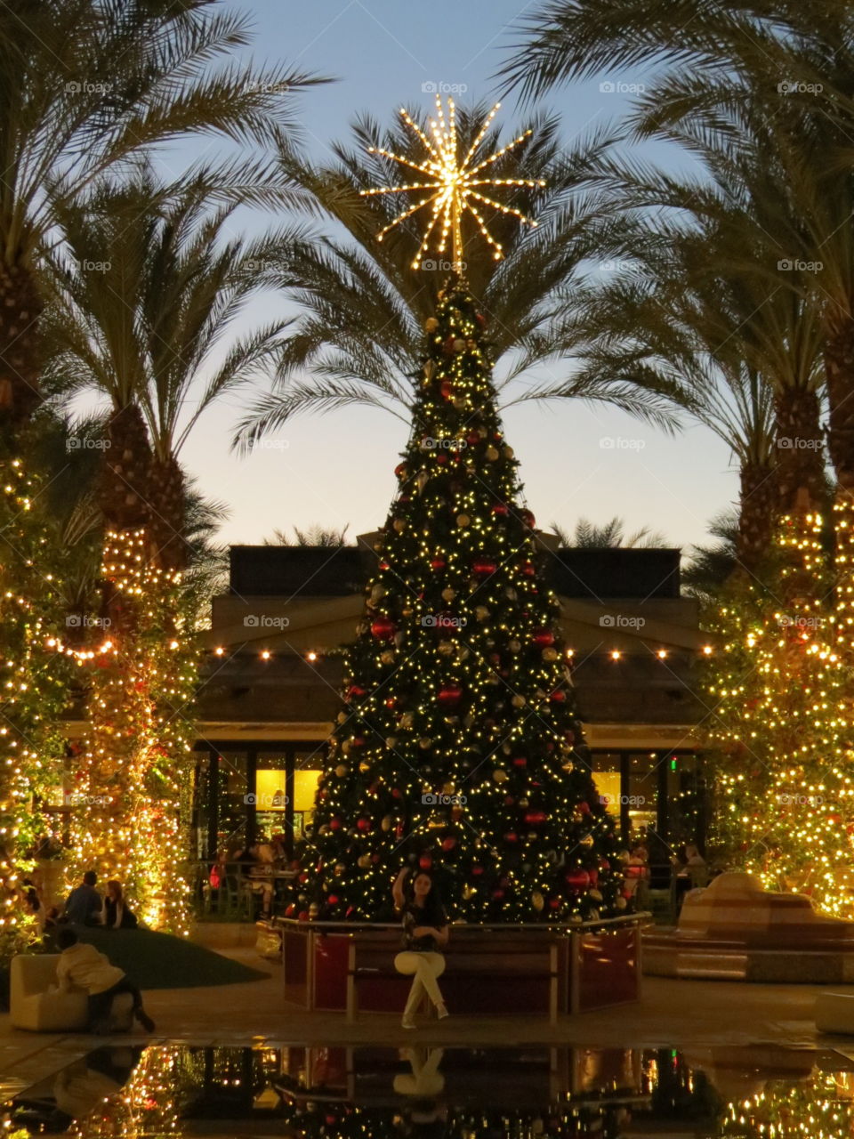 Beautiful Christmas lights and tree.