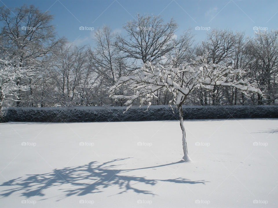 Snow Scene