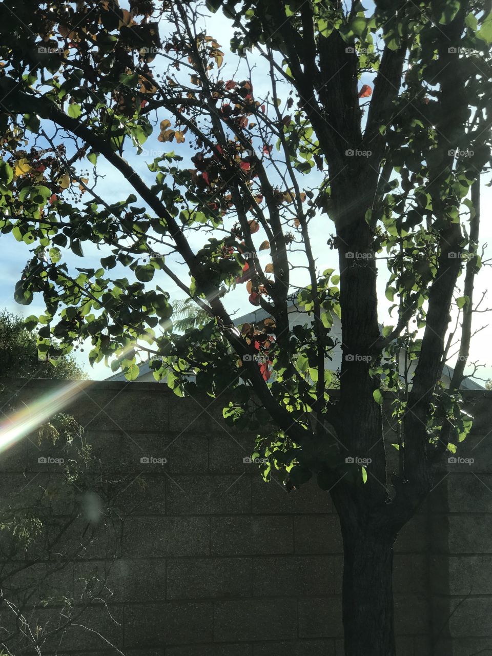 Beautiful sunlight and sun rays shining through trees and a cool fall afternoon. USA, America 