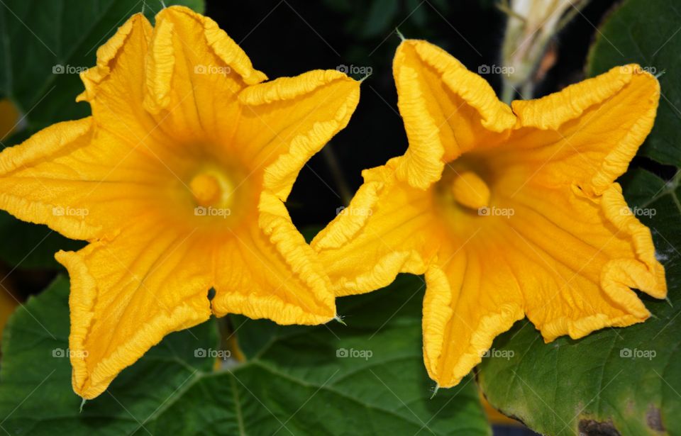 yellow pumpkin flowers