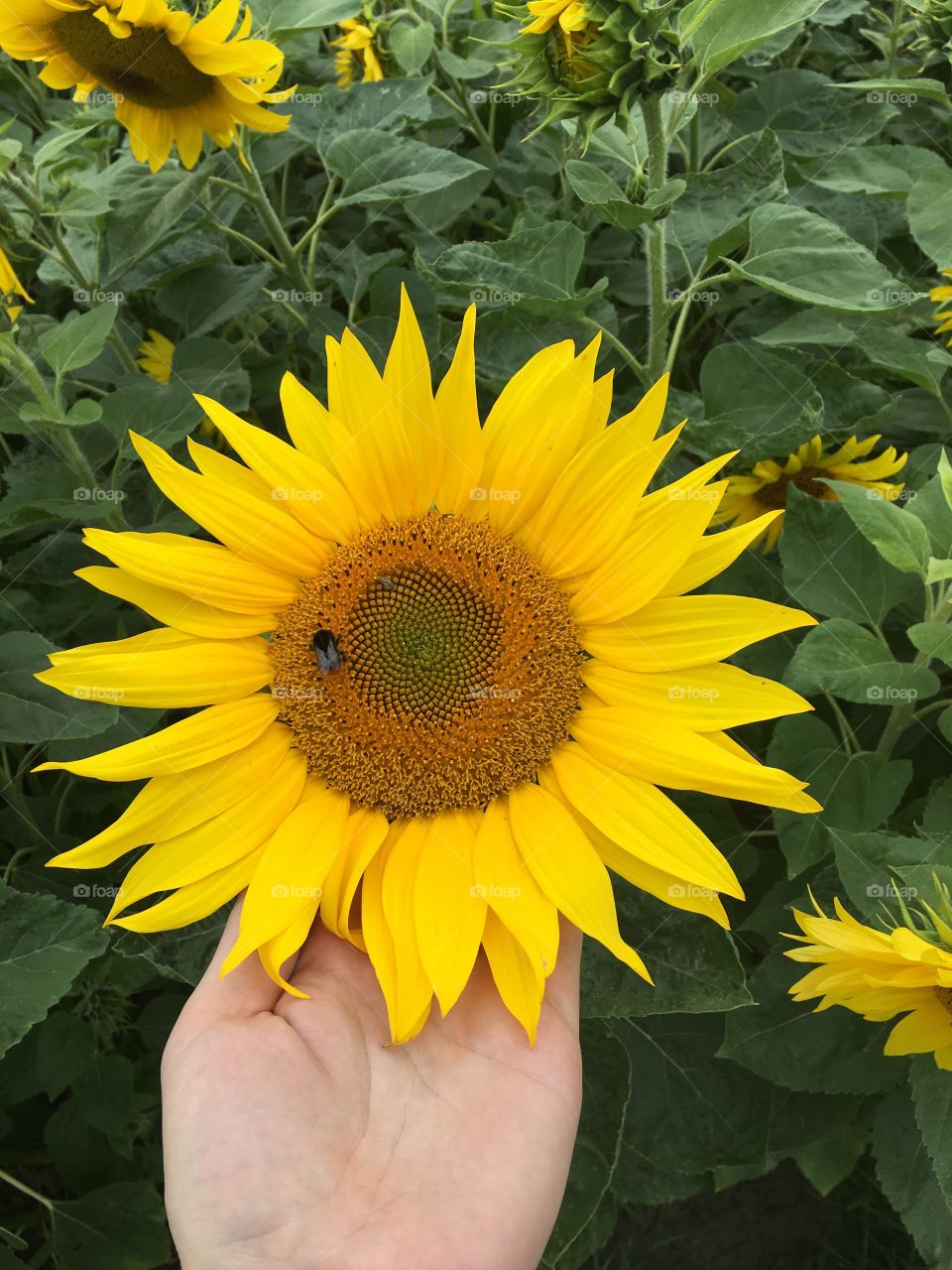 Sunflower