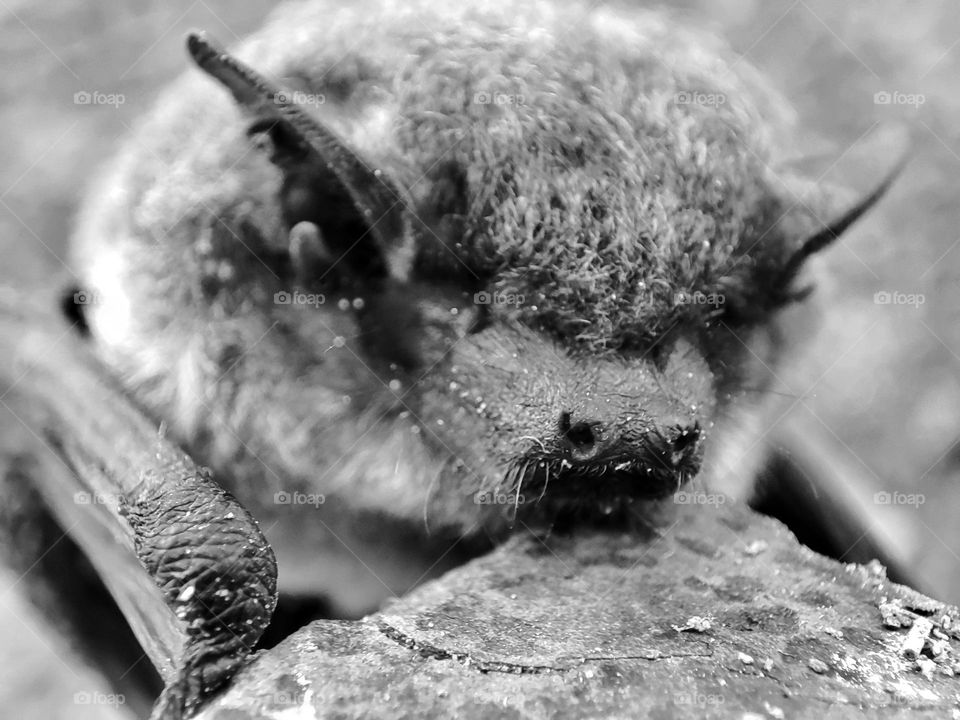 Nathusius's pipistrelle, Animal