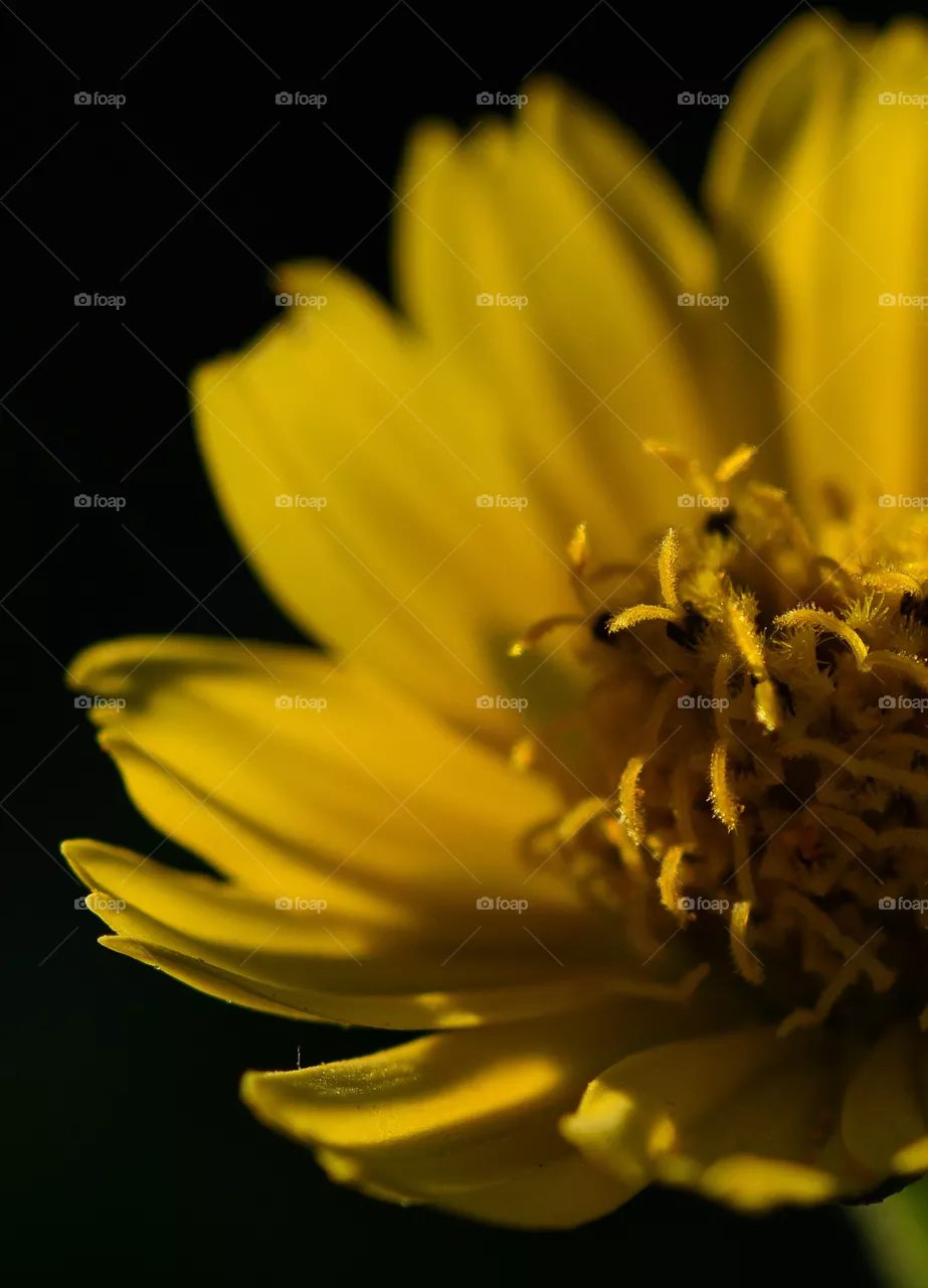 Verbesina encelioides or wild sunflower, Baja California Sur México.