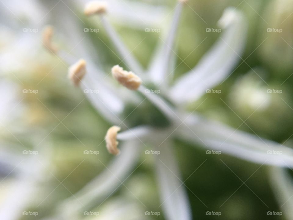 Inside out - nucleus 