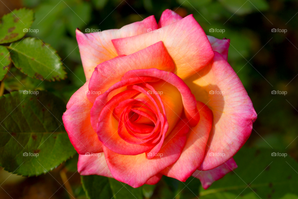 pink and white rosé grandiflora floribunda hybrid tea by lightanddrawing