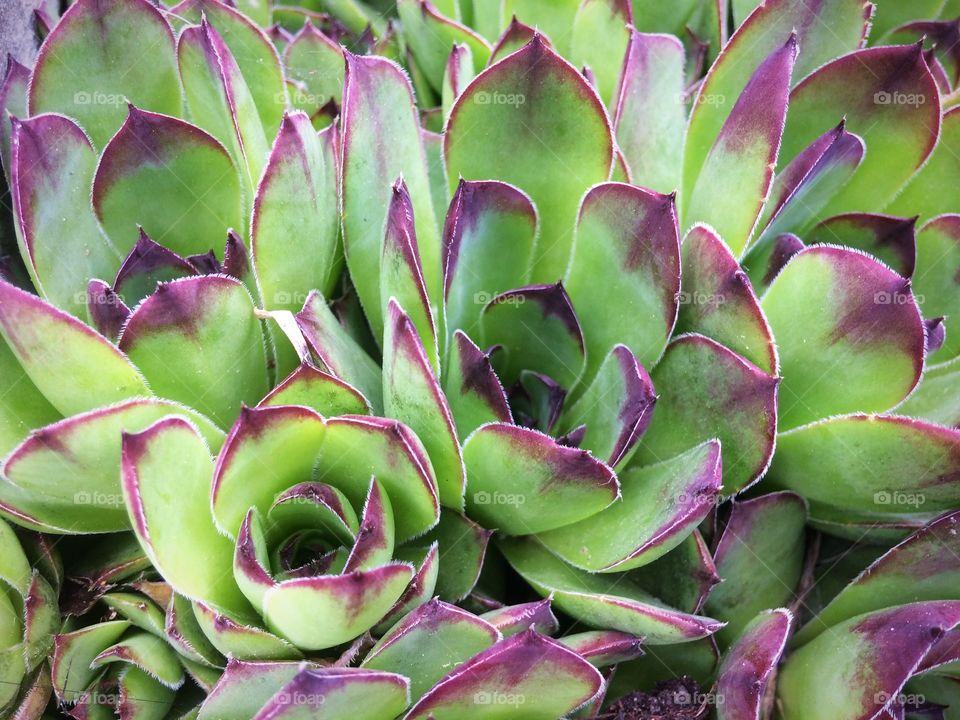 Desert Rose Hens and Chicks 