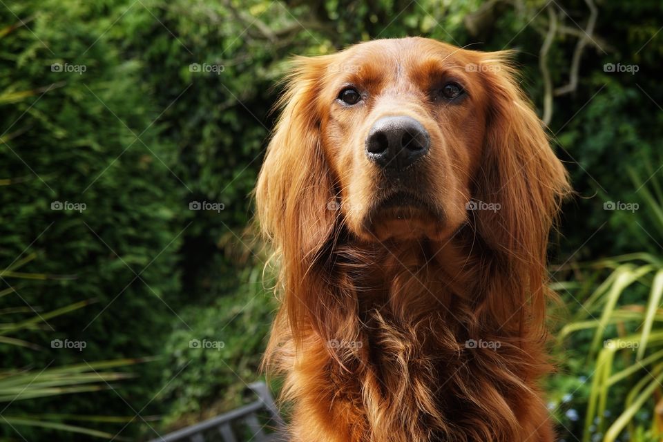 Quinn with long hair on his ears .. sadly these days he runs through shrubs and bushes so fast that he gets if caught all the time or tangled and removing the seeds results in more hair loss 😂