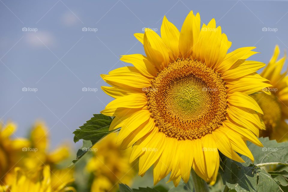 Summer time in the field of sunflowers