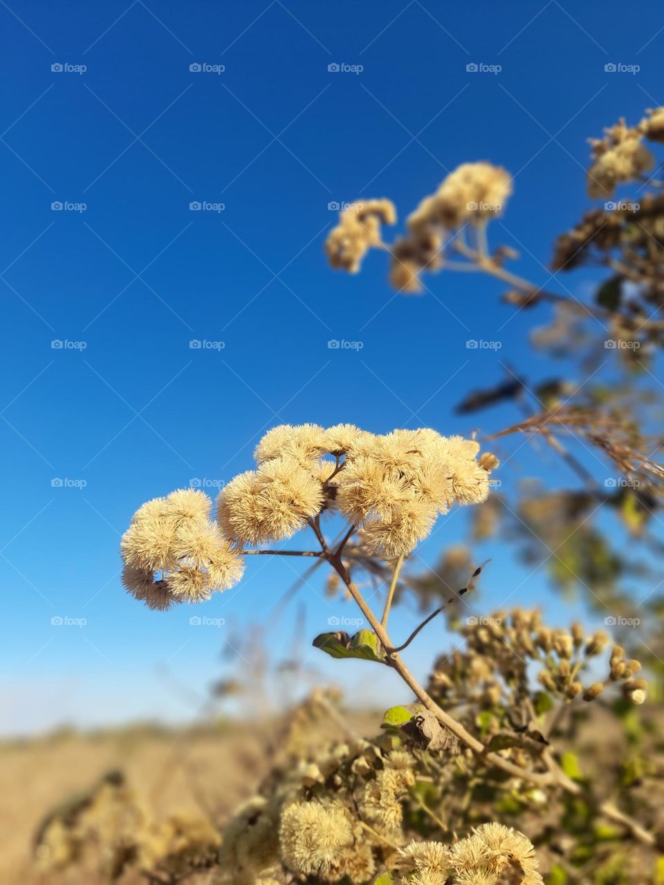 Flower will not grow, if the stem doesn't allow, let's protect our beautiful environment. Protecting our environment is the foundation for sustaining our planet, community and economy.