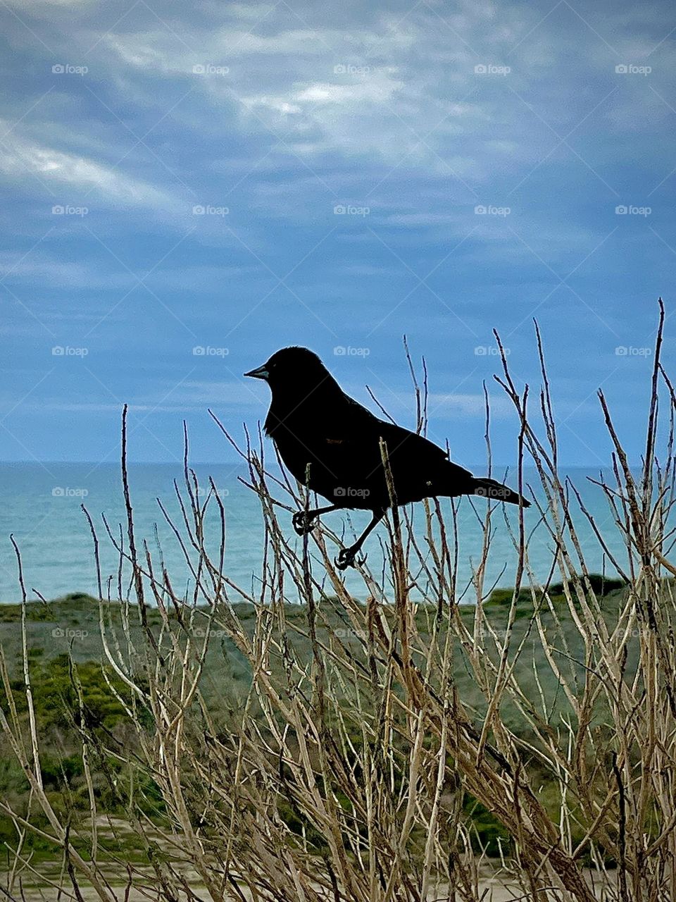 Red-winged Blackbird