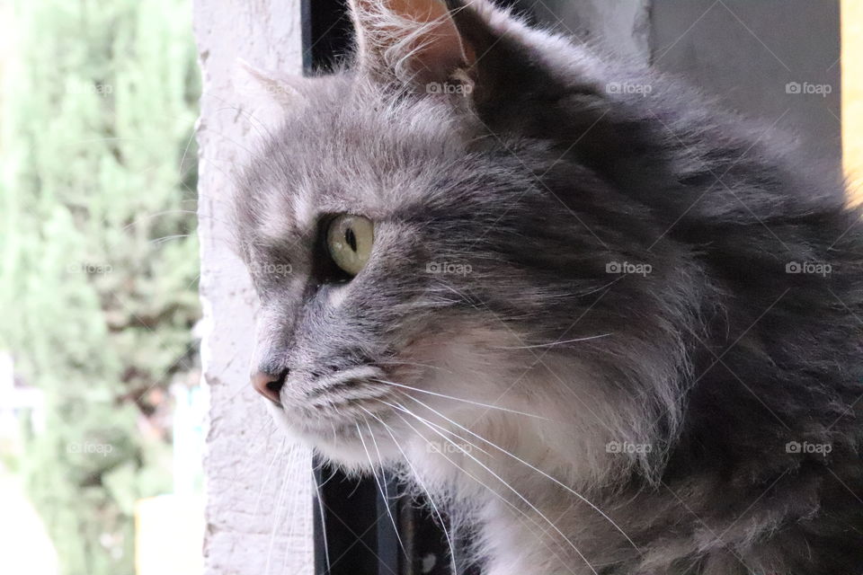 The cat at the window