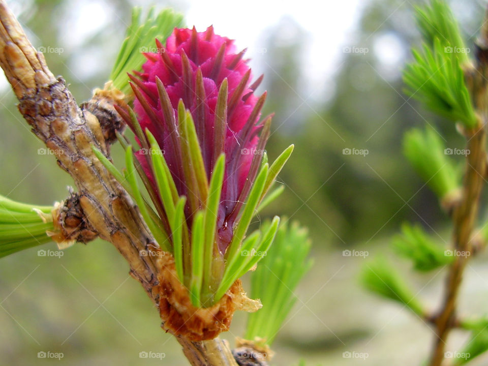 Young developing cone of a Larch tree. Beautiful details and purple color.