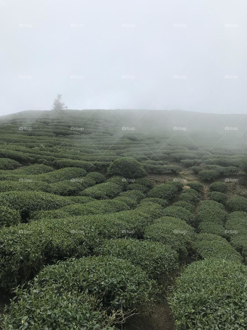 Tea trees