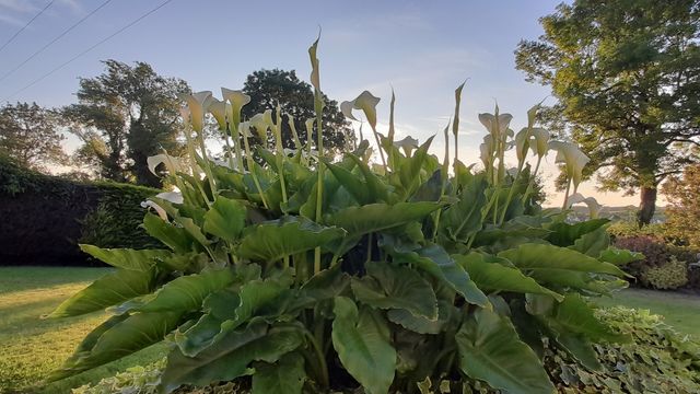 Summer white lilies approaching sunset in Northern Ireland, good vibes, serene and calming