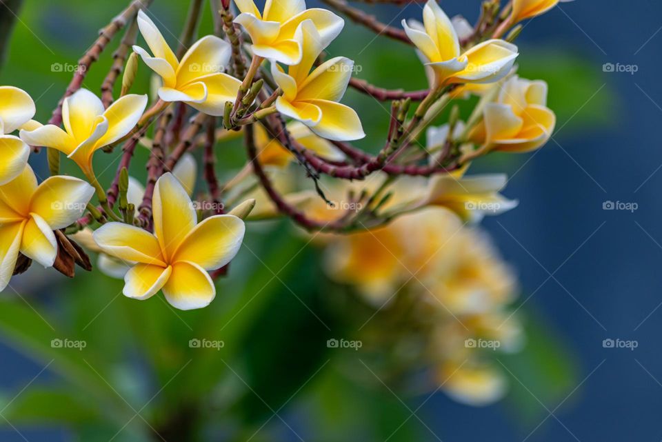 frangipani flowers bloom in a garden