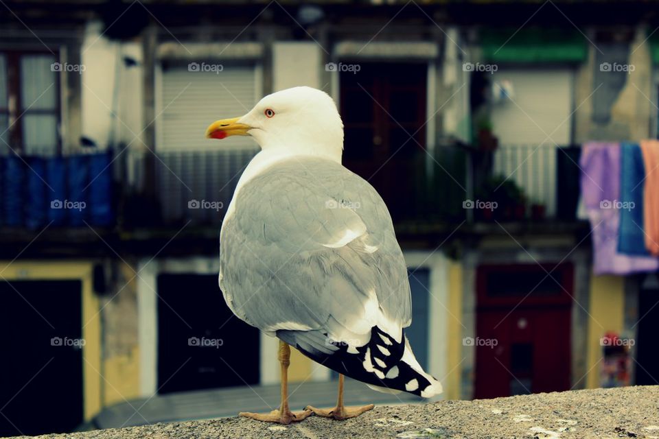 Seagull of Porto  
