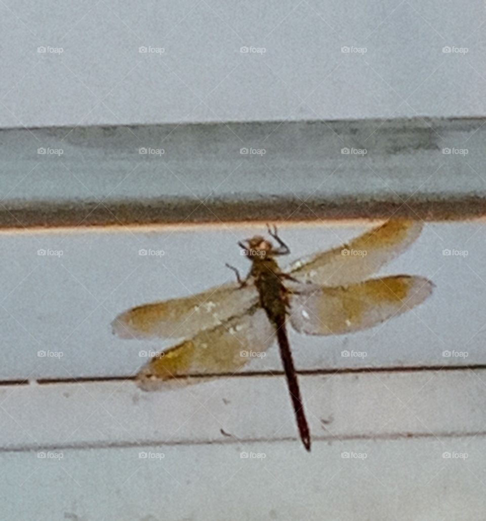 Dragonfly Hanging Out