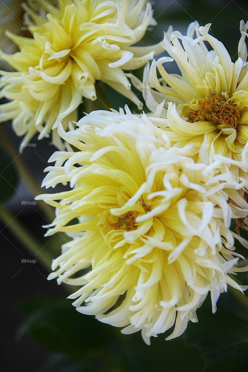 Macro shot of yellow flowers