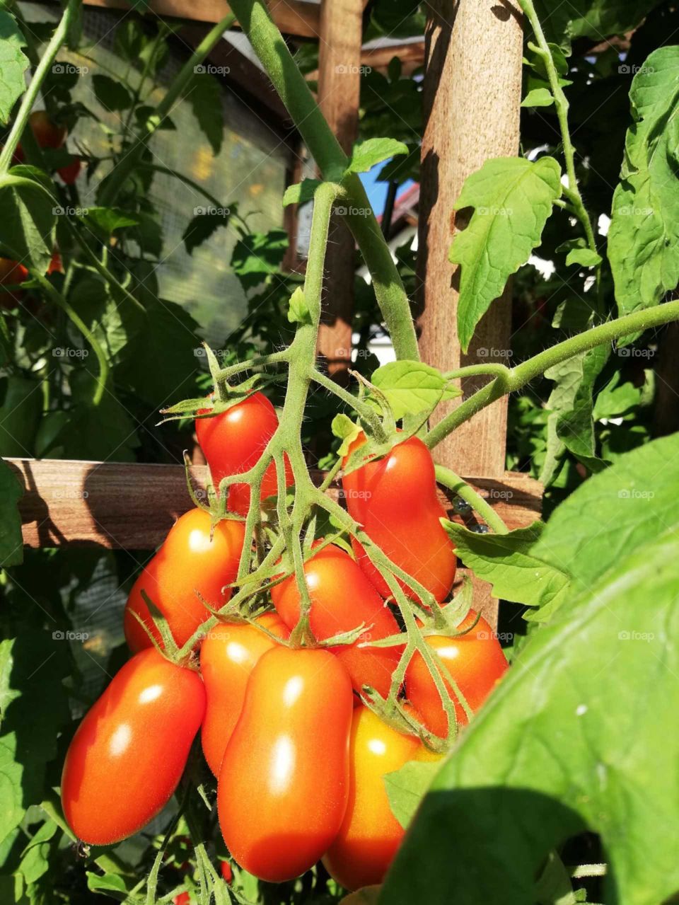 Tomatoes in our garden
