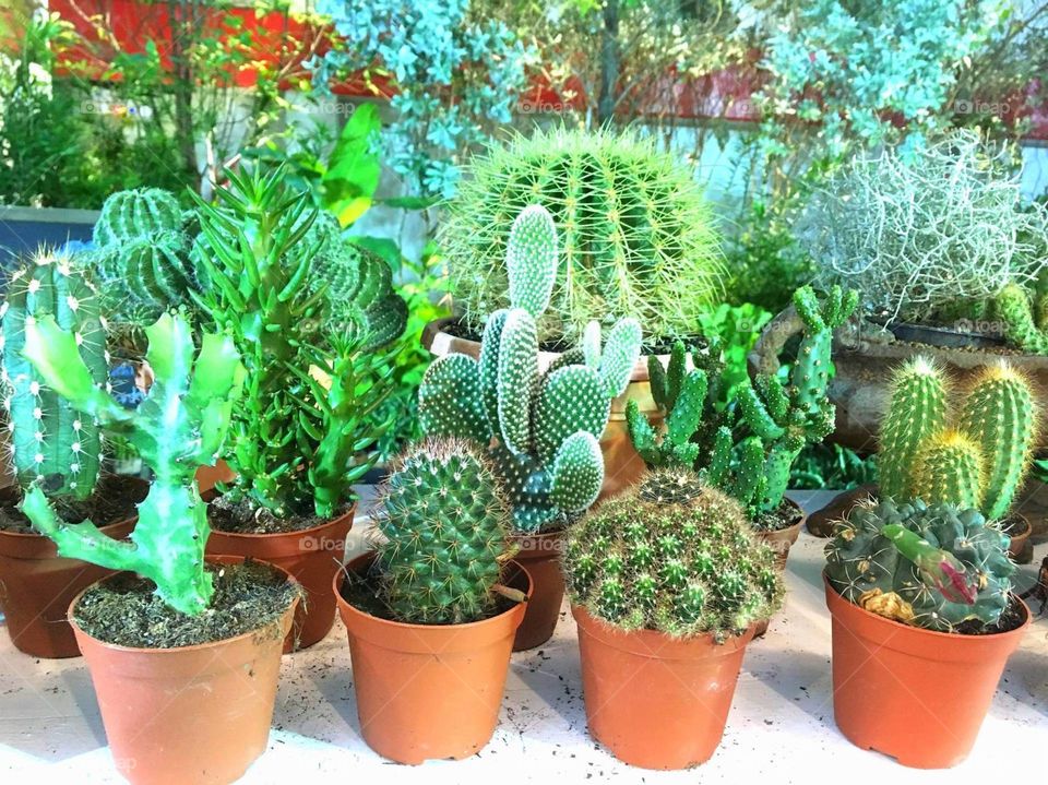 Cactus Garden.