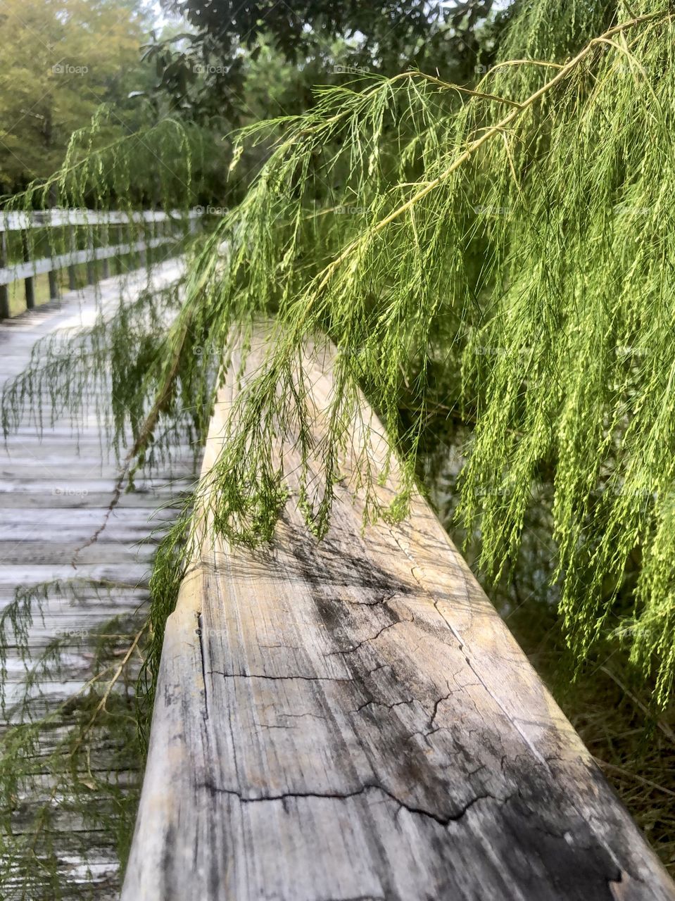 Morning on the boardwalk through nature preserve 