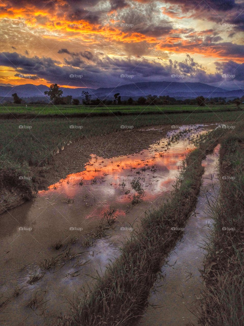 Rice sunset