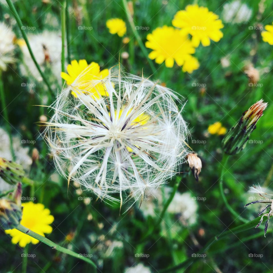 Fower white background 