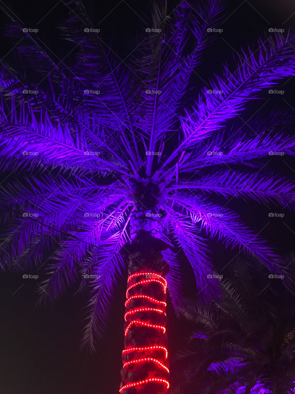 Palm Tree Lit Up