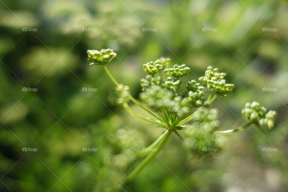 Tiny flowers buds are creating beautiful green colour in the spring. This plant is called heliotrope.