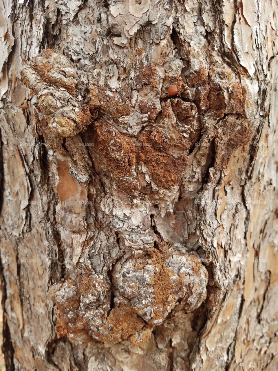 Knotty pine
