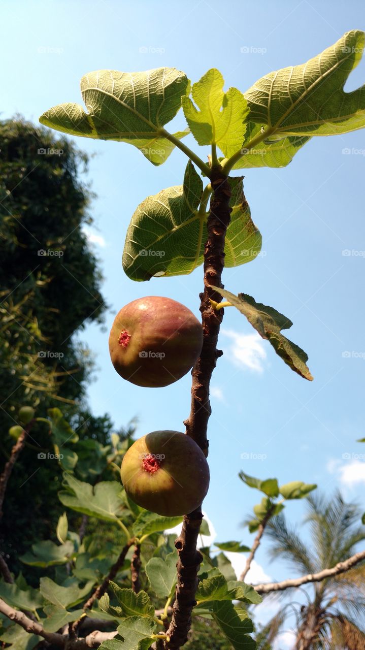 Frutos, figos no pé.
