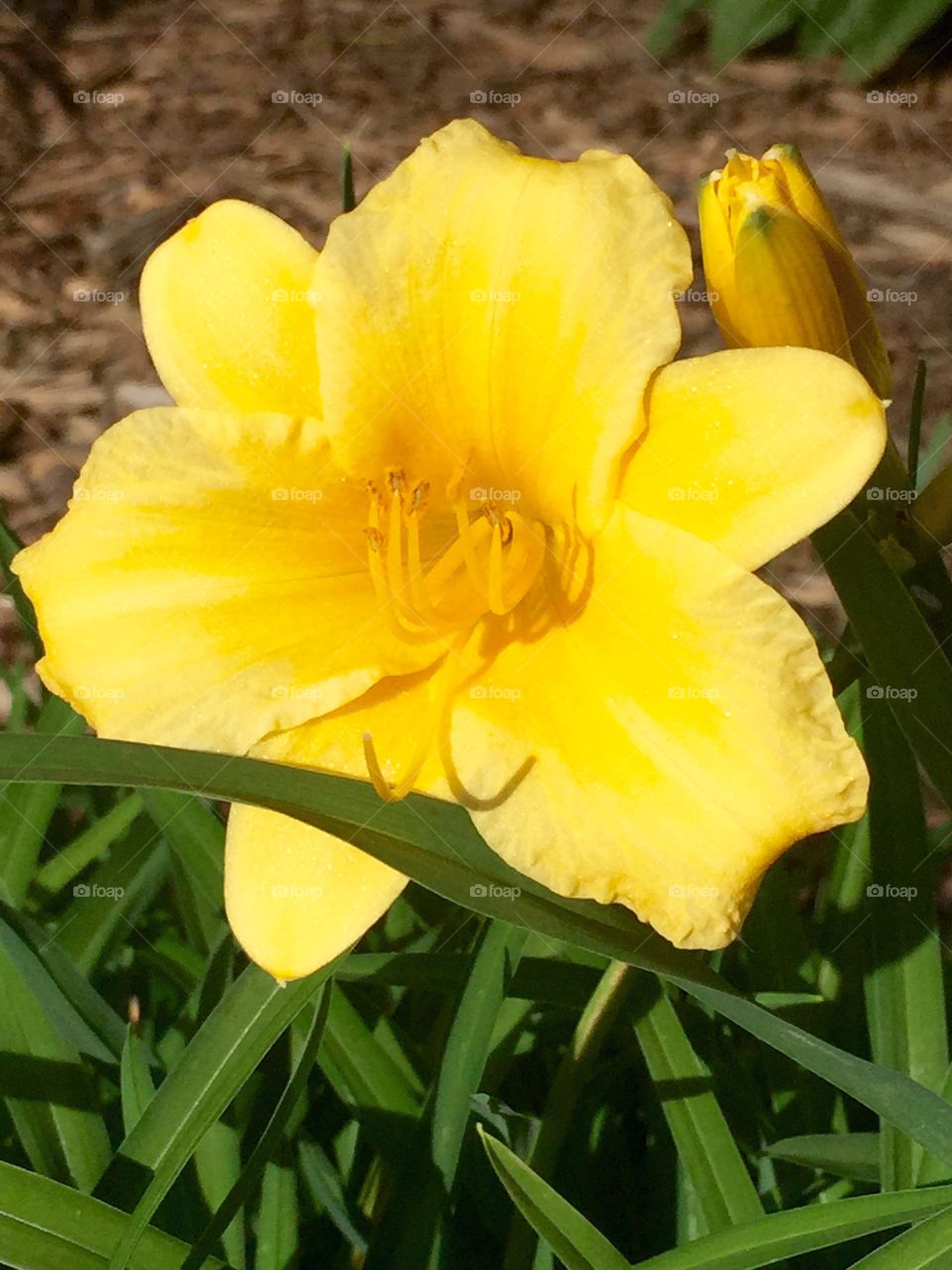 Yellow Flora 