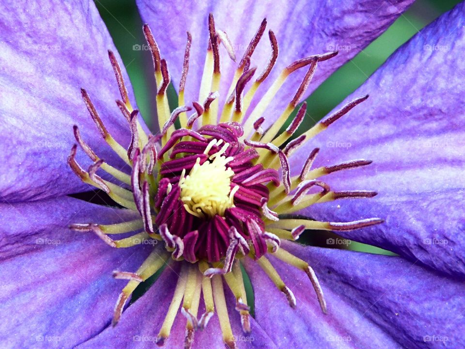 Macro of a Clematis