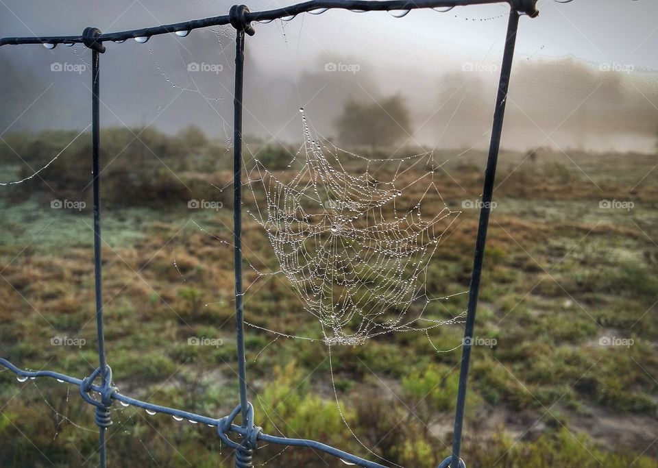 Spiderweb on a wire fence on a foggy fall day