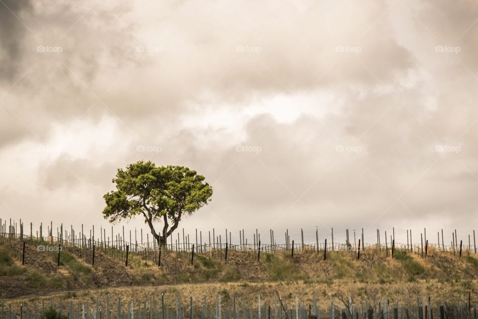 Tree in a Vineyard 