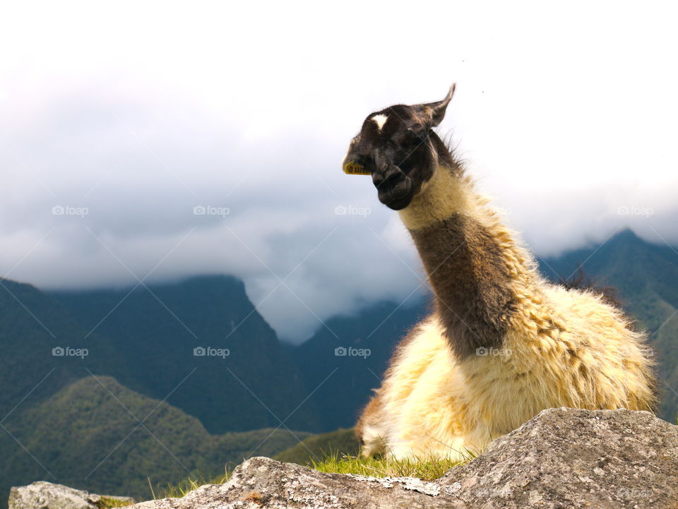 a llama posing for a picture in Machu Picchu, Peru