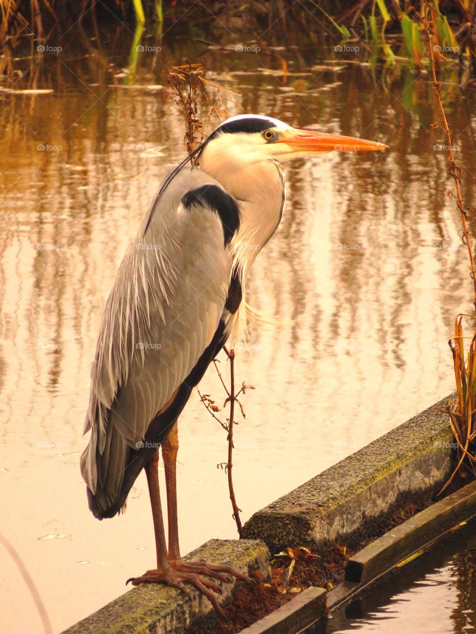 majestic heron