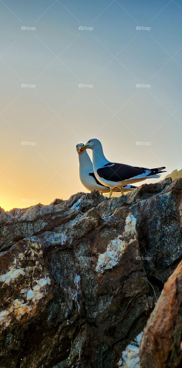 Seagulls enjoying the sunset on the rocks in Stormsriver in South Africa