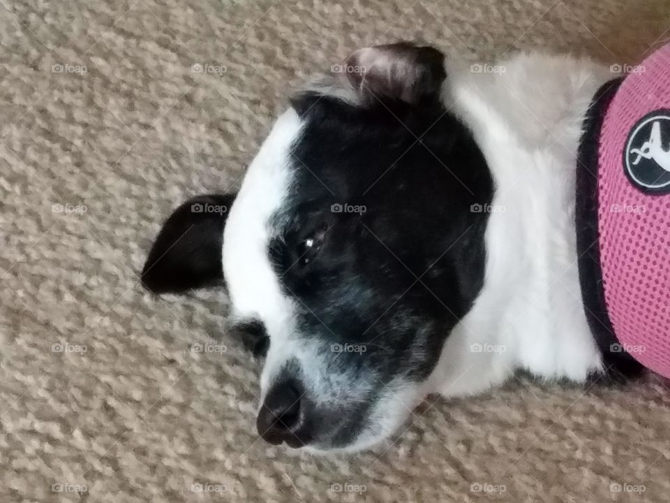 Relaxing Terrier Dog