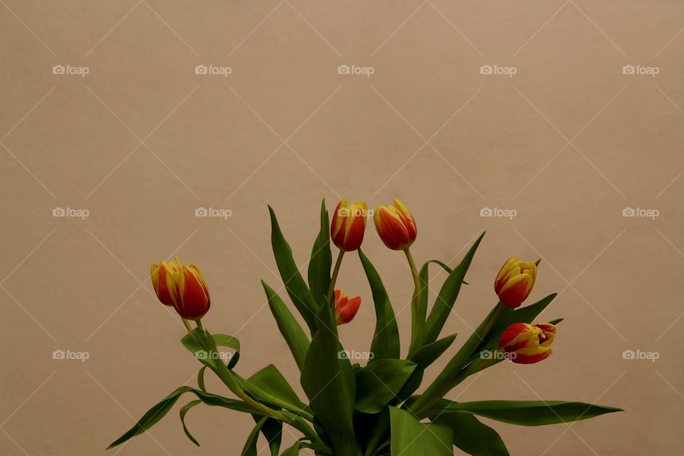 Bouquet of Red-Yellow Tulips on a Light Background