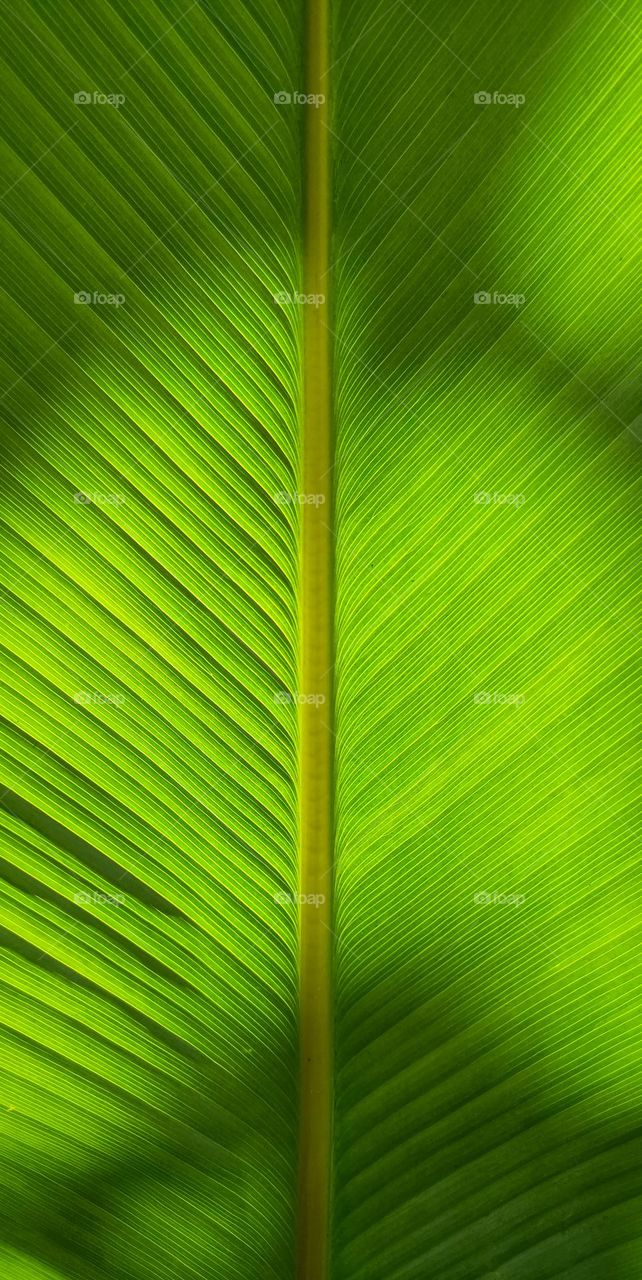 Beautiful abstract green palm leaf veins with shadows